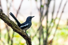 Oriental Magpie-Robin [Copsychus saularis musicus]