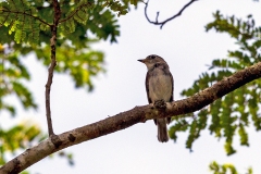 Asian Brown Flycatcher [Muscicapa dauurica dauurica]