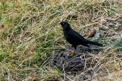 Sooty Thrush [Turdus nigrescens]
