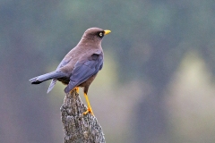 Sooty Thrush [Turdus nigrescens]