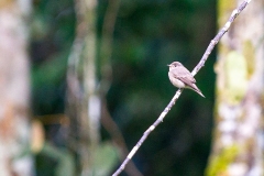 Dark-sided Flycatcher [Muscicapa sibirica rothschildi]