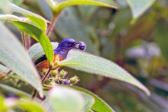 Orange-bellied Flowerpecker [Dicaeum trigonostigma trigonostigma]