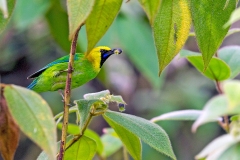 Blue-winged Leafbird [Chloropsis moluccensis moluccensis]