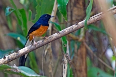 White-rumped Shama [Copsychus malabaricus tricolor]