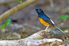 White-rumped Shama [Copsychus malabaricus tricolor]
