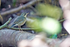 Siberian Blue Robin [Larvivora cyane cyane]