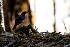 White-throated Thrush [Turdus assimilis cnephosus]