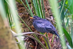 Grey-winged Blackbird [Turdus boulboul]