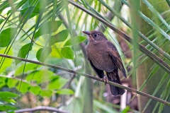 Grey-winged Blackbird [Turdus boulboul]