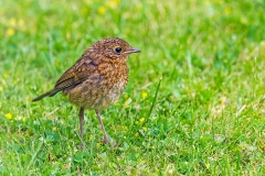 European Robin [Erithacus rubecula melophilus]