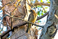 Clay-colored Thrush [Turdus grayi casius]