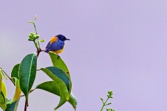 Orange-bellied Flowerpecker [Dicaeum trigonostigma trigonostigma]