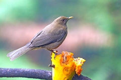 Clay-colored Thrush [Turdus grayi casius]