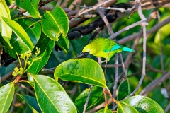 Blue-winged Leafbird [Chloropsis moluccensis moluccensis]