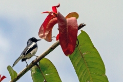 Oriental Magpie-Robin [Copsychus saularis musicus]