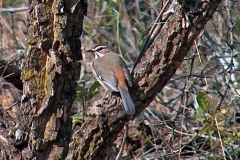 Bearded Scrub Robin [Tychaedon quadrivirgata quadrivirgata]