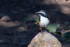 White-throated Robin-Chat [Dessonornis humeralis]