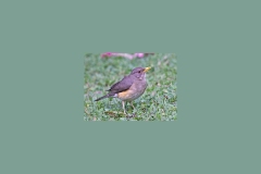 African Thrush [Turdus pelios centralis]