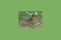 Snowy-crowned Robin-Chat [Cossypha niveicapilla melanonota]