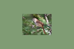 Spotted Palm Thrush [Cichladusa guttata guttata]