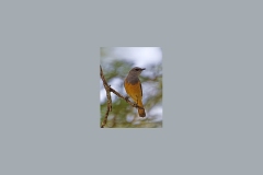 Little Rock Thrush [Monticola rufocinereus rufocinereus]