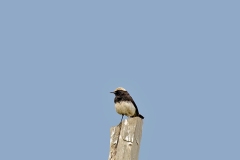 Abyssinian Wheatear [Oenanthe lugubris schalowi]