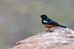Mocking Cliff Chat [Thamnolaea cinnamomeiventris cinnamomeiventris]