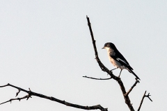 Fiscal Flycatcher [Sigelus silens silens]