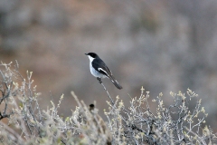 Fiscal Flycatcher [Sigelus silens silens]