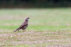 Mistle Thrush [Turdus viscivorus viscivorus]