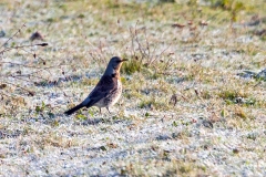 Fieldfare [Turdus pilaris]