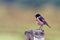 European Stonechat [Saxicola rubicola hibernans]