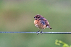 European Stonechat [Saxicola rubicola hibernans]