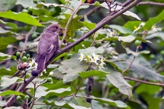 European Pied Flycatcher [Ficedula hypoleuca]