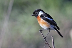 African Stonechat [Saxicola torquatus stonei]