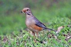 Kurrichane Thrush [Turdus libonyana libonyana]