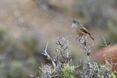 Sickle-winged Chat [Emarginata sinuata sinuata]