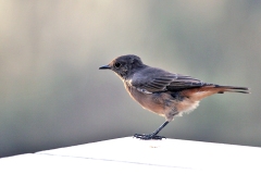 Familiar Chat [Oenanthe familiaris familiaris]