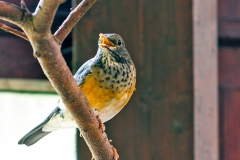 Black-breasted Thrush [Turdus dissimilis]