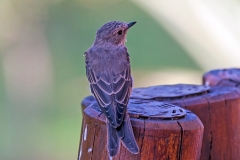 Spotted Flycatcher [Muscicapa striata]