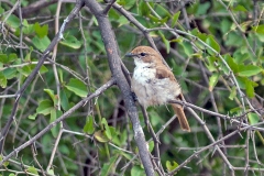 Marico Flycatcher [Bradornis mariquensis mariquensis]