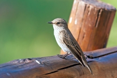 Spotted Flycatcher [Muscicapa striata]