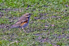 Redwing [Turdus iliacus coburni]