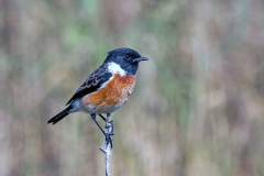 African Stonechat [Saxicola torquatus stonei]