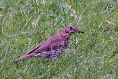 Song Thrush [Turdus philomelos clarkei]