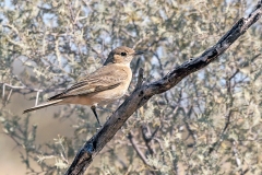 Chat Flycatcher [Agricola infuscatus placidus]