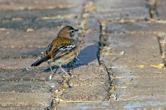 White-browed Scrub Robin [Cercotrichas leucophrys leucophrys]