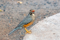 Kurrichane Thrush [Turdus libonyana libonyana]