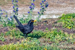 Common Blackbird [Turdus merula merula]