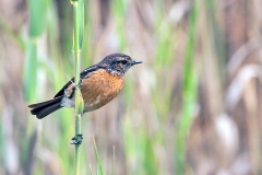 African Stonechat [Saxicola torquatus stonei]